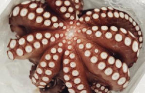 潮拜築地：魚味無窮電影劇照11