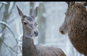 夢鹿情緣電影劇照5