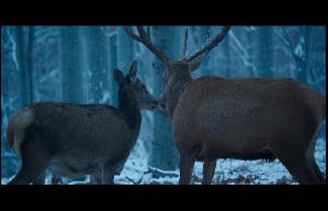 夢鹿情緣電影劇照10