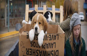 再見亦是狗朋友電影劇照5