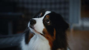 如果主子會説話電影劇照39