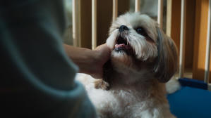 如果主子會説話電影劇照10