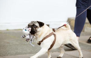 緣來靠八哥？電影劇照13