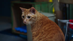 如果主子會説話電影劇照43