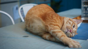 如果主子會説話電影劇照18