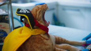 如果主子會説話電影劇照68