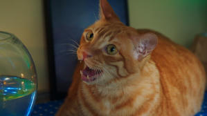 如果主子會説話電影劇照72