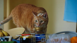 如果主子會説話電影劇照17