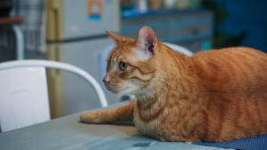 如果主子會説話電影劇照19