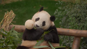 再．見熊貓福寶電影劇照4