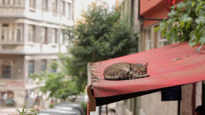 走過貓咪聖地 (M+ Cinema Programmes)電影劇照3