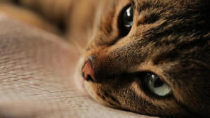 走過貓咪聖地 (M+ Cinema Programmes)電影劇照4