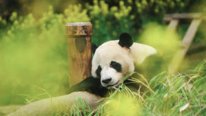 再．見熊貓福寶電影劇照3