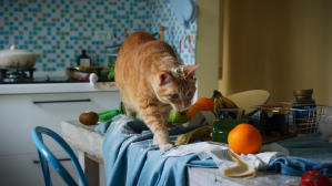 如果主子會説話電影劇照16