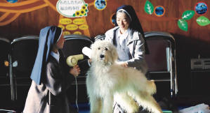 好狗不見了Haw電影劇照3