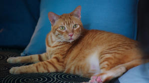 如果主子會説話電影劇照45