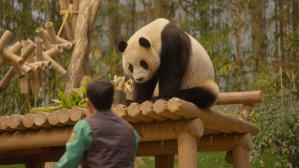 再．見熊貓福寶電影劇照5