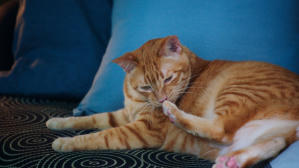 如果主子會説話電影劇照44