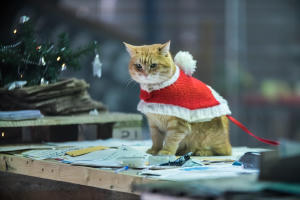 街角再遇Bob電影劇照8