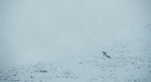 雪豹電影劇照27