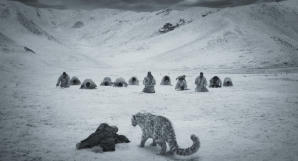 雪豹電影劇照23