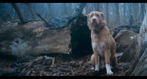 夜汪汪 心慌慌電影劇照2