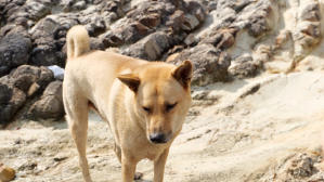 毛家電影劇照12