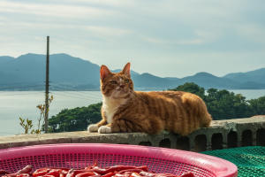 調教我的喪屍女兒電影劇照22