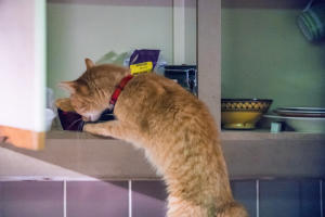 街角再遇Bob電影劇照4