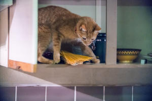 街角再遇Bob電影劇照5