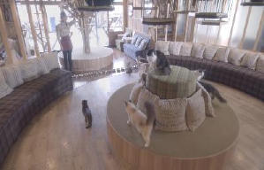 貓之Café電影劇照3