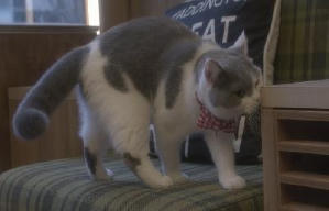 貓之Café電影劇照12