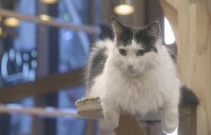 貓之Café電影劇照13