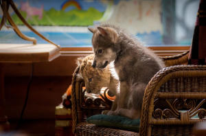 小獅與灰狼的夢想日記電影劇照5