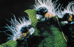 點蟲蟲 (M+ Cinema Programmes)電影劇照2