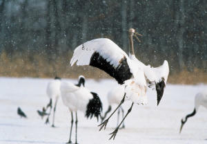 鳥與夢飛行 (M+ Cinema Programmes)電影劇照2