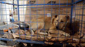 毛家電影劇照29