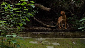 毛家電影劇照21