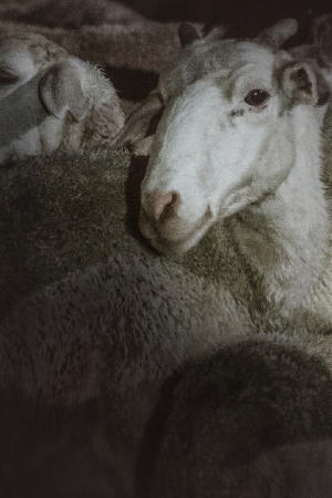 大風殺電影劇照26