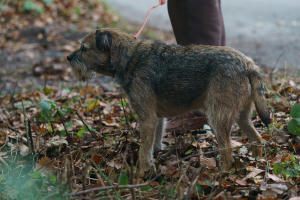 一個人的朝聖電影劇照70