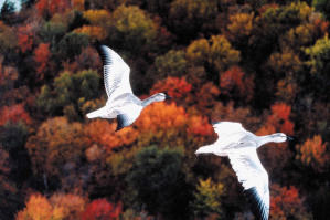 鳥與夢飛行 (M+ Cinema Programmes)電影劇照3