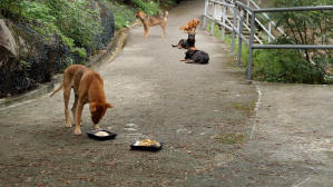 毛家電影劇照20