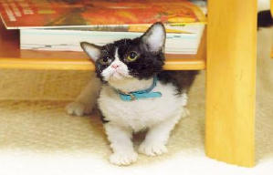 旅貓日記電影劇照3