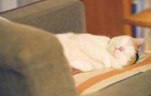 旅貓日記電影劇照8