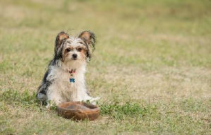 再見亦是狗朋友2電影劇照12