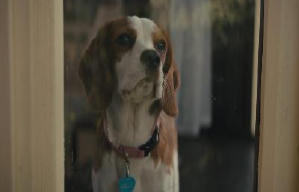 再見亦是狗朋友2電影劇照13