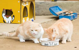 貓咪收集之家電影劇照3