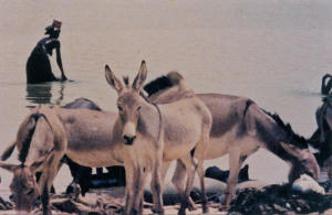 鄭明河：再一次集結 (M+ Cinema Programmes)電影劇照3