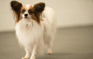 出Show狗仔隊電影劇照2