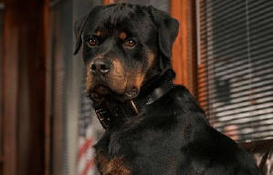 出Show狗仔隊電影劇照9